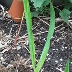 Miscanthus × longiberbis Leaf