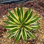 Agave lophantha Листок