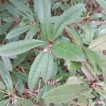 Berberis canadensis Leaf