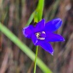 Aristea abyssinica Flower