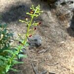 Scrophularia glabrata Flower