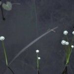 Eriocaulon aquaticum फूल