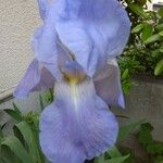 Iris germanica Ďalší