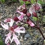 Silene flos-cuculi Flower