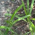 Hymenocallis latifolia Yaprak