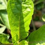 Ruellia tuberosa पत्ता