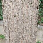 Acer triflorum Bark