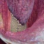 Amorphophallus konjac Kvet