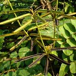 Senna alata Fruto