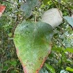 Croton urucurana Leaf