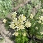 Pseudognaphalium californicum Flower