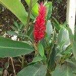 Alpinia purpurataFleur