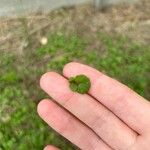 Dichondra micranthaপাতা