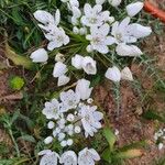 Allium polyanthum Blüte
