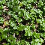 Galax urceolata Leaf