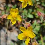 Fumana thymifolia Flor