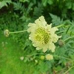 Cephalaria gigantea Flower