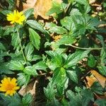 Sphagneticola trilobata Flower