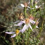 Galatella sedifolia Flower