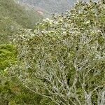 Pleurocalyptus pancheri Habitat