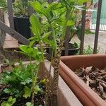 Dracunculus vulgaris Кара