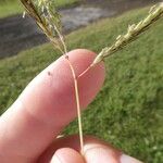 Dichanthium annulatum फूल