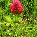 Trifolium incarnatum Çiçek