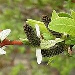 Salix integra Flower