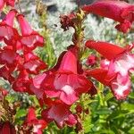 Penstemon hartwegii Çiçek