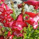 Penstemon hartwegii Blomma