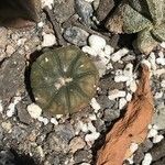 Astrophytum asterias Folha