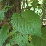 Tilia x europaea Blad