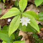 Lysimachia borealis Çiçek