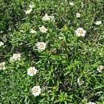 Cistus ladanifer Hábito