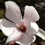 Magnolia x soulangeana Λουλούδι