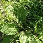 Verbascum phlomoides Habitus