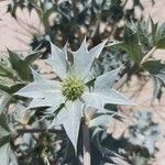 Eryngium maritimum Flower