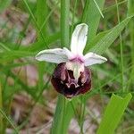 Ophrys holosericea फूल