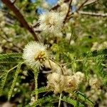 Acacia berlandieri फूल