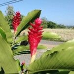 Alpinia purpurata Blüte