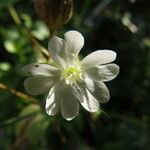 Silene heuffelii Floare