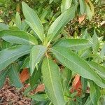 Persea indica Leaf
