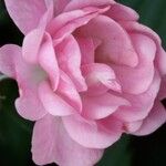 Rosa abietinaΛουλούδι