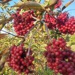 Sambucus racemosaFruto