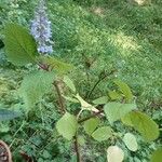 Plectranthus fruticosus Blüte