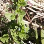 Veronica arvensis Feuille