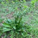 Eryngium foetidum Folla