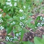 Valerianella eriocarpa Цветок