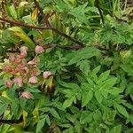 Angelica atropurpurea Hoja
