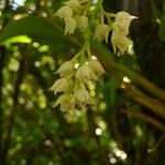 Polystachya cultriformis Цвят